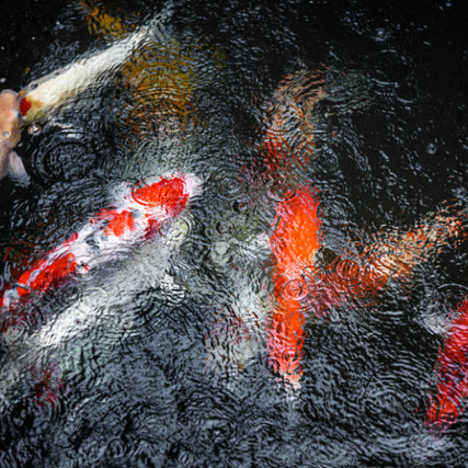 Koi Fish SuppliesKoi fish in a pond